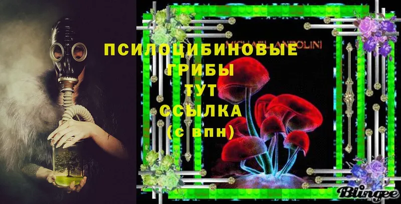 Псилоцибиновые грибы Psilocybe  Советская Гавань 